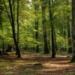 Seeing the Forest for the Trees